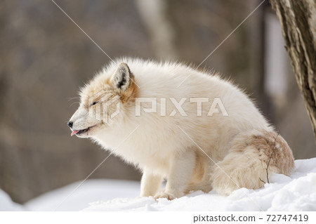 Image of snow and red fox Hokkaido 72747419