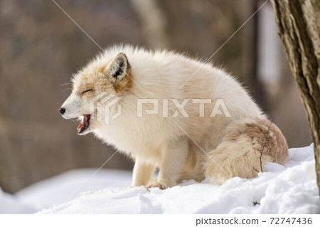 Image of snow and red fox Hokkaido 72747436