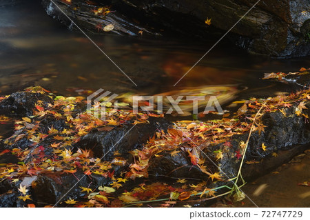 Fallen leaves in the valley of Kurozo Marsh Fallen leaves in the valley of Kurozo Marsh 72747729