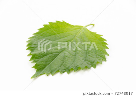 Macrophyll Macrophyll 72748017