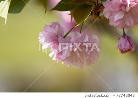 Close-up of double cherry blossoms Close-up of double cherry blossoms 72748048