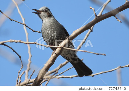 Bulbul with a surprised face 72748340