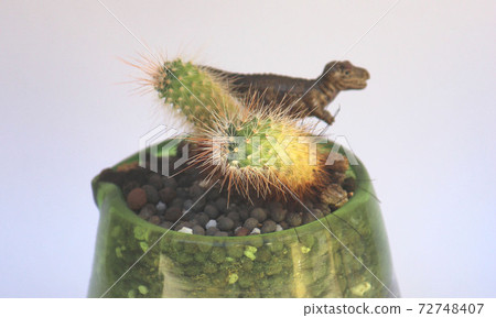 Dinosaur time A small cactus reminiscent of the dinosaur era Dinosaur time A small cactus reminiscent of the dinosaur era 72748407