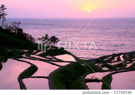 Evening scenery of white rice Senjida Evening scenery of white rice Senjida 72748546