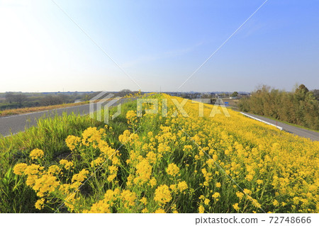 Cycling road where rape blossoms bloom Cycling road where rape blossoms bloom 72748666
