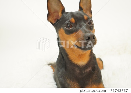 Miniature Pinscher Indoor Cushion Photo 14 Miniature Pinscher Indoor Cushion Photo 14 72748787