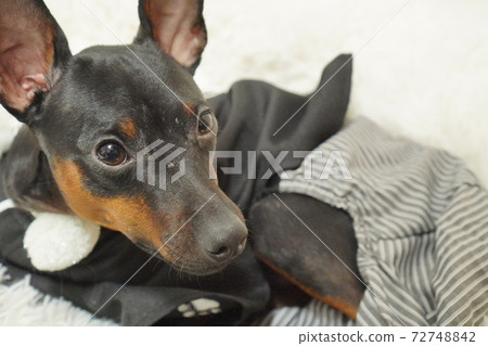 Miniature Pinscher New Year Kimono Kimono Photo 13 Miniature Pinscher New Year Kimono Kimono Photo 13 72748842