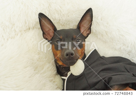 Miniature Pinscher New Year Kimono Kimono Photo 14 Miniature Pinscher New Year Kimono Kimono Photo 14 72748843