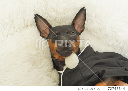 Miniature Pinscher New Year Kimono Kimono Photo 15 Miniature Pinscher New Year Kimono Kimono Photo 15 72748844