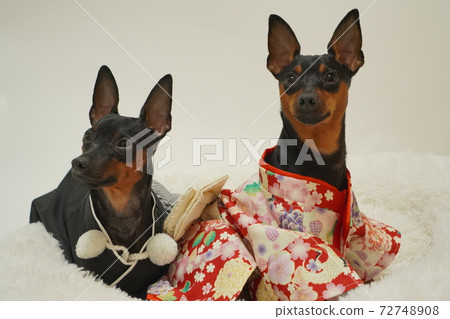 Miniature Pinscher New Year Kimono Kimono Photo 42 Miniature Pinscher New Year Kimono Kimono Photo 42 72748908