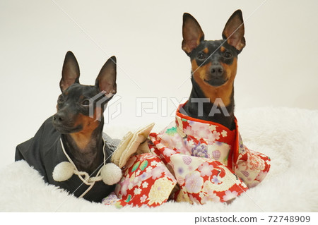 Miniature Pinscher New Year Kimono Kimono Photo 43 Miniature Pinscher New Year Kimono Kimono Photo 43 72748909