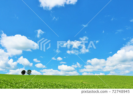 Hokkaido blue sky and parent and child trees 72748945