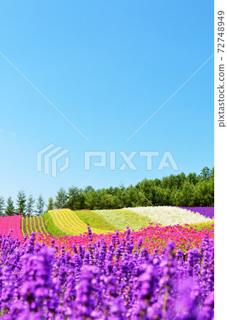 Hokkaido summer blue sky and colored flower garden 72748949