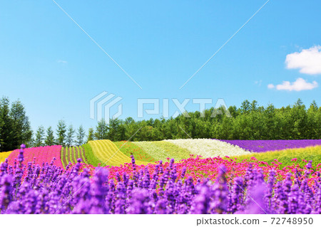 北海道夏天藍天和色的花園 北海道夏天藍天和色的花園 72748950