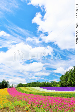 北海道夏天藍天和色的花園 北海道夏天藍天和色的花園 72748951