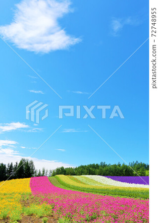 北海道夏天藍天和色的花園 北海道夏天藍天和色的花園 72748955