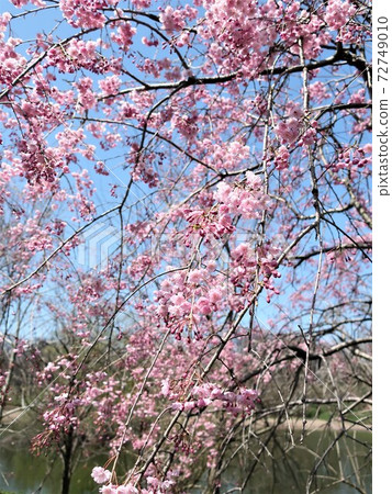 Dead brown cherry tree Dead brown cherry tree 72749010