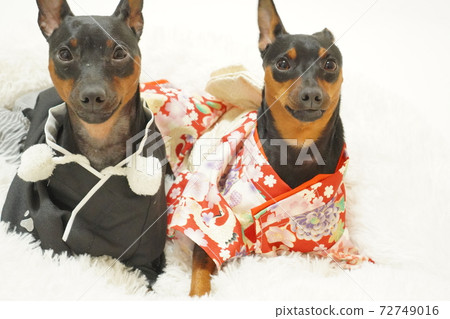 Miniature Pinscher New Year Kimono Kimono Photo 67 Miniature Pinscher New Year Kimono Kimono Photo 67 72749016