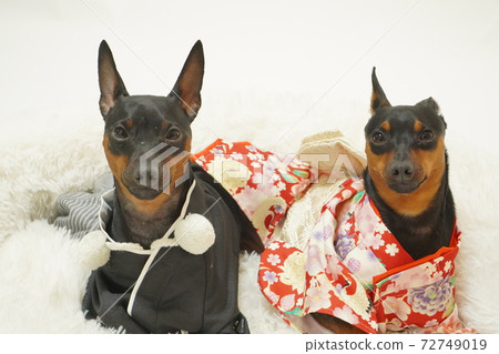 Miniature Pinscher New Year Kimono Kimono Photo 70 Miniature Pinscher New Year Kimono Kimono Photo 70 72749019