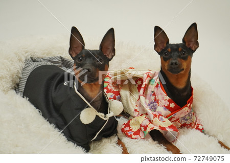 Miniature Pinscher New Year Kimono Kimono Photo 85 72749075