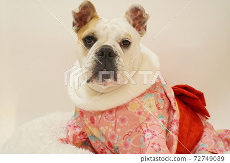 English Bulldog New Year Kimono Kimono Photo 1 English Bulldog New Year Kimono Kimono Photo 1 72749089
