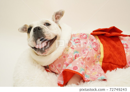 English Bulldog New Year Kimono Kimono Photo 28 72749243