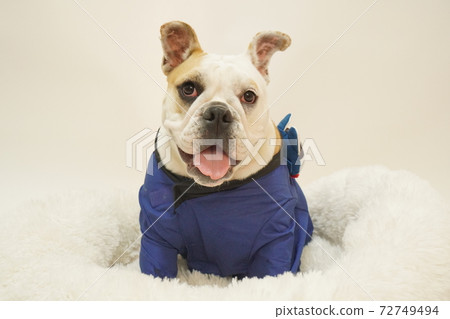 English Bulldog Puppy Kimono Happi Festival Photo 47 72749494