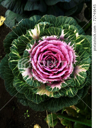 葉牡丹 葉牡丹 72749645