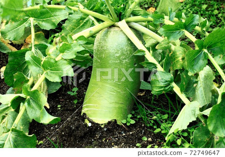綠蘿蔔 綠蘿蔔 72749647