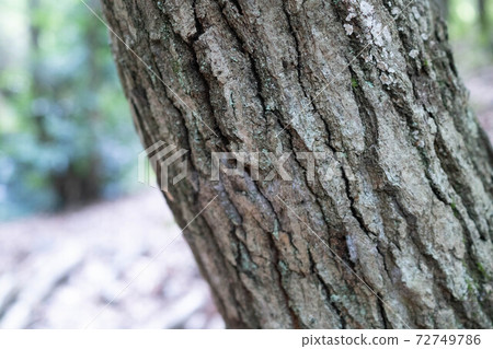 一棵樹的樹皮 72749786