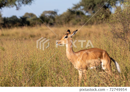 Impala antelope Namibia, africa safari wildlife Impala antelope Namibia, africa safari wildlife 72749954