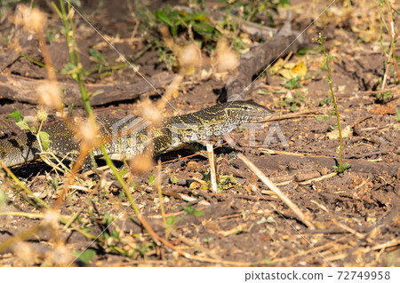 Monitor Lizard in Chobe, Botswana Africa wildlife 72749958