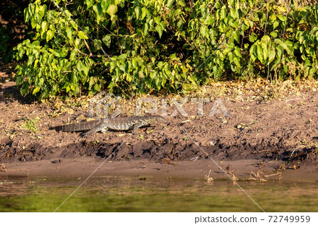 Monitor Lizard in Chobe, Botswana Africa wildlife 72749959
