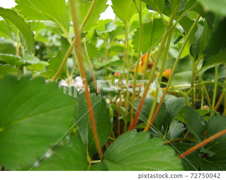 栽培草莓葉 72750042