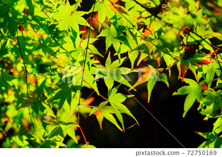 著色開始時的藍楓 72750169