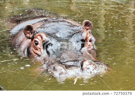 看從水錶面的河馬 72750379