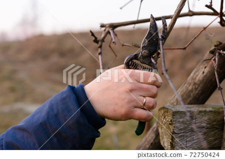 Work in the garden, autumn pruning of grape branches, a woman prunes the extra shoots of grapes. Work in the garden, autumn pruning of grape branches, a woman prunes the extra shoots of grapes. 72750424