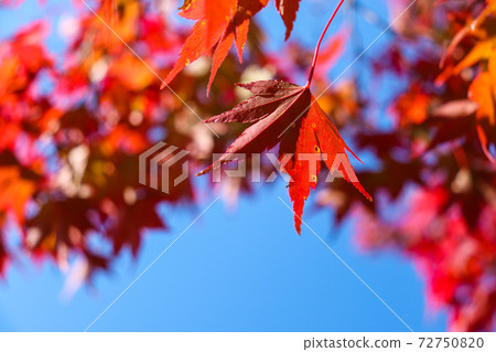 Autumn maple blue sky beautiful Japanese garden autumn leaves 72750820