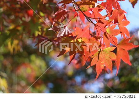 Autumn leaves Autumn leaves Maple vividly beautiful 72750821