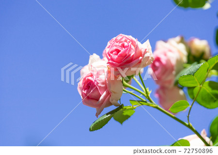 Rose Rose Pierre de Ronsard and the blue sky Rose Rose Pierre de Ronsard and the blue sky 72750896