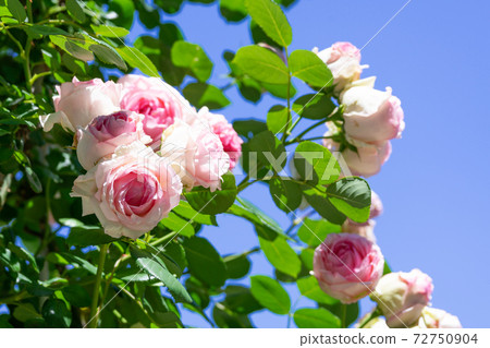 Rose Rose Pierre de Ronsard and the blue sky Rose Rose Pierre de Ronsard and the blue sky 72750904
