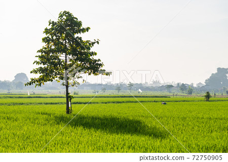 Rural landscape with trees Rural landscape with trees 72750905