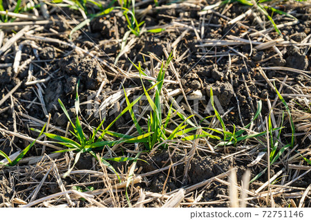 Wheat sprout Wheat sprout 72751146