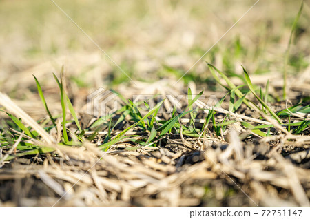 Wheat sprout Wheat sprout 72751147