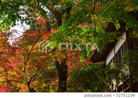 Autumn leaves of Taikoji Temple Autumn leaves of Taikoji Temple 72751239