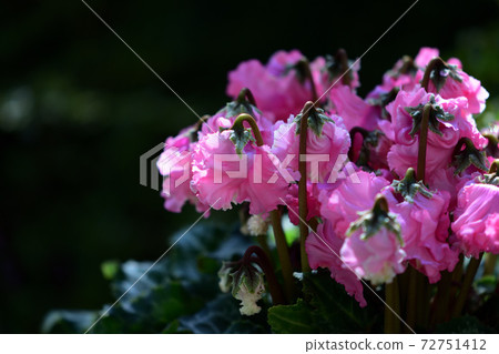 Cyclamen 72751412