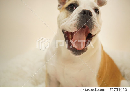 英國鬥牛犬室內靠墊照片23 72751420
