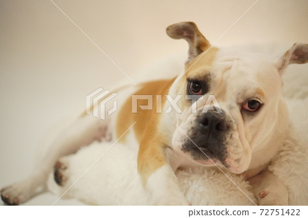 English Bulldog Indoor Cushion Photo 25 72751422