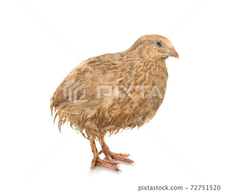 japanese quail in studio japanese quail in studio 72751520