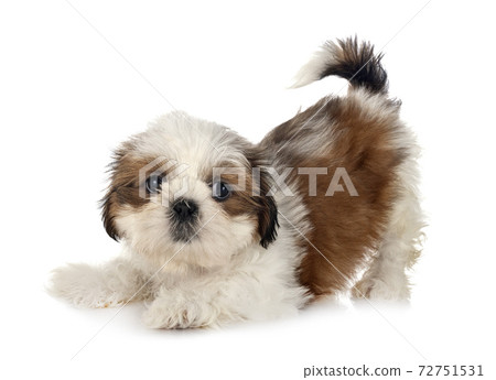 puppy Shih Tzu in studio 72751531